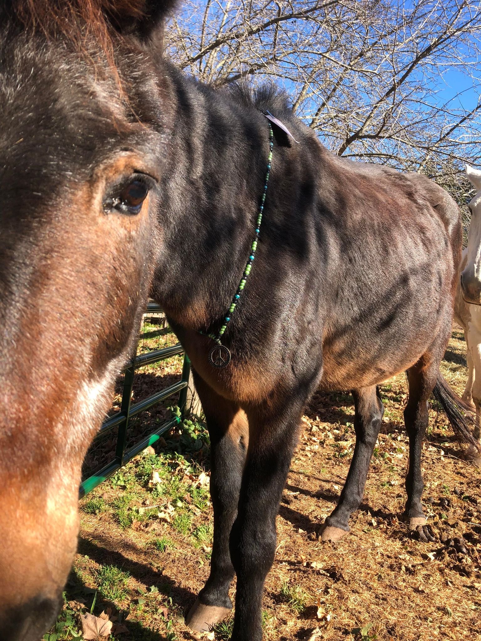  Alice adorned, Rosemary Farm (Nov 2022) 