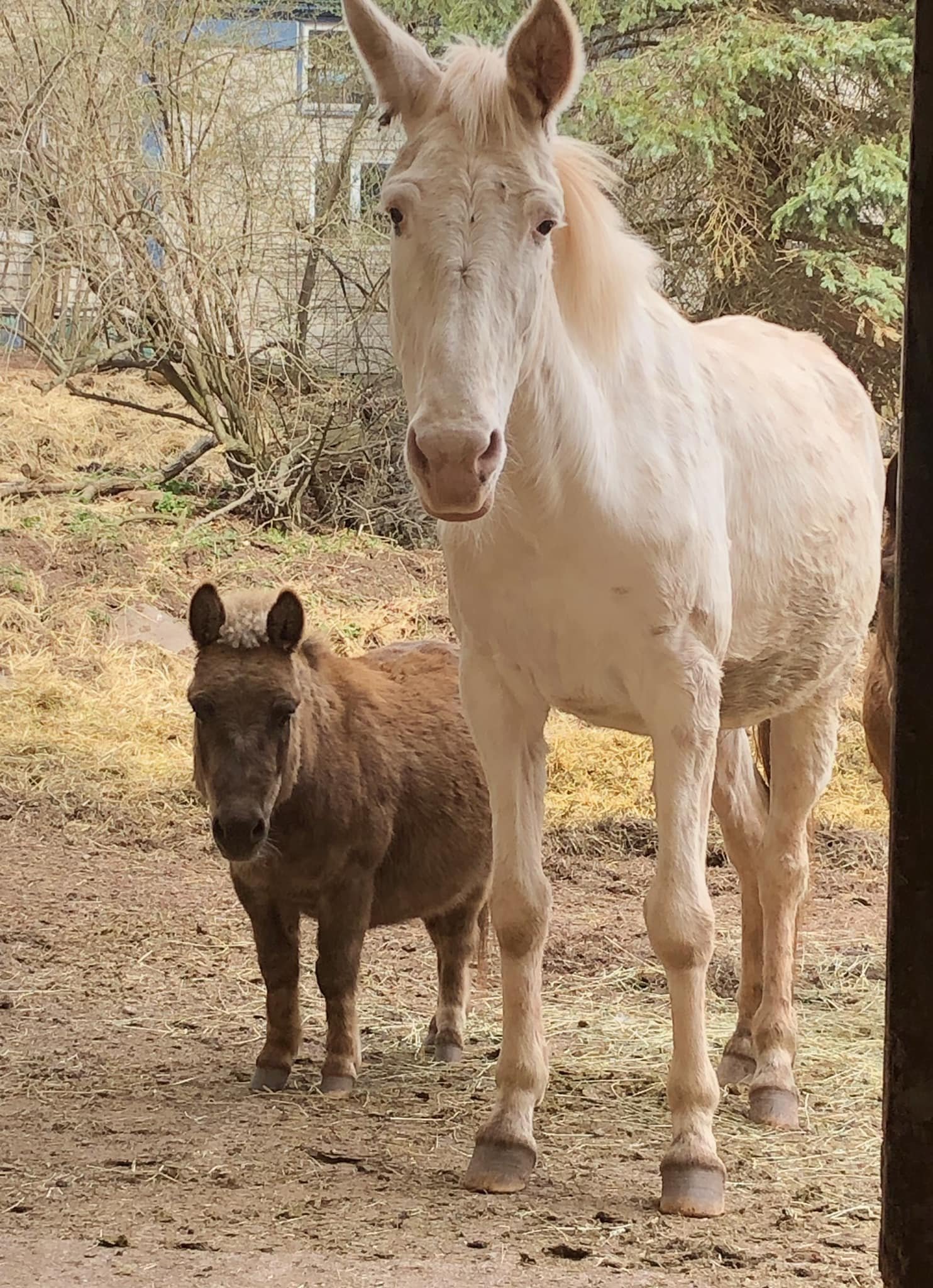  Rudy &amp; Junebug, the littlest and biggest long-ears at Rosemary Farm 