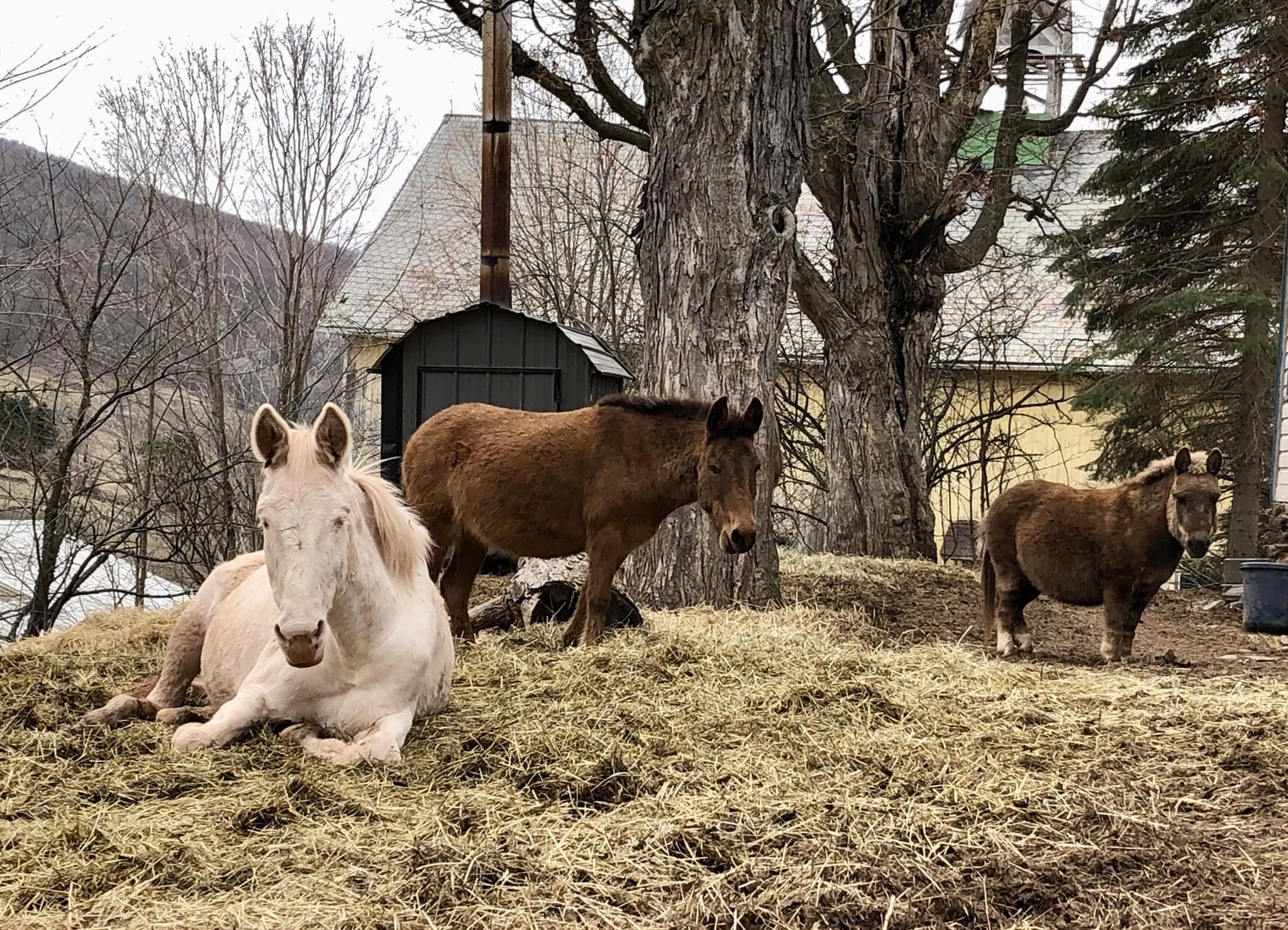  Junebug &amp; the long ear crew 