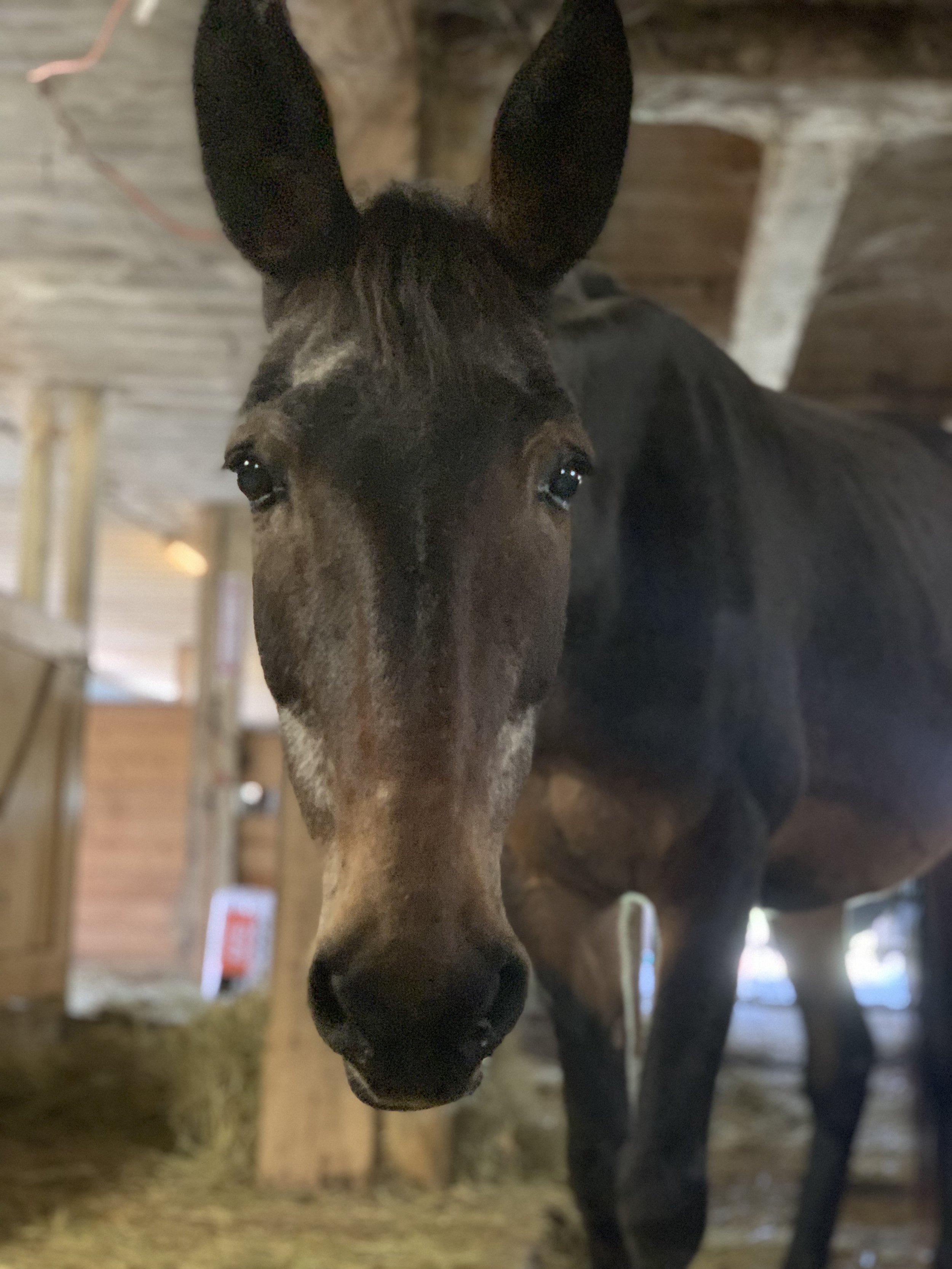  Alice, Rosemary Farm (Aug 2023) 