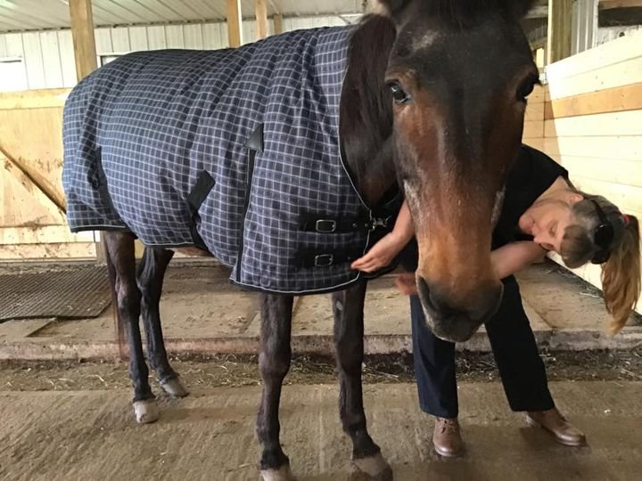  Alice gets a custom long-ear blanket, Rosemary Farm (June 2019) 