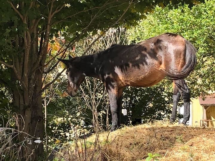  Alice, Rosemary Farm (Oct 2021) 