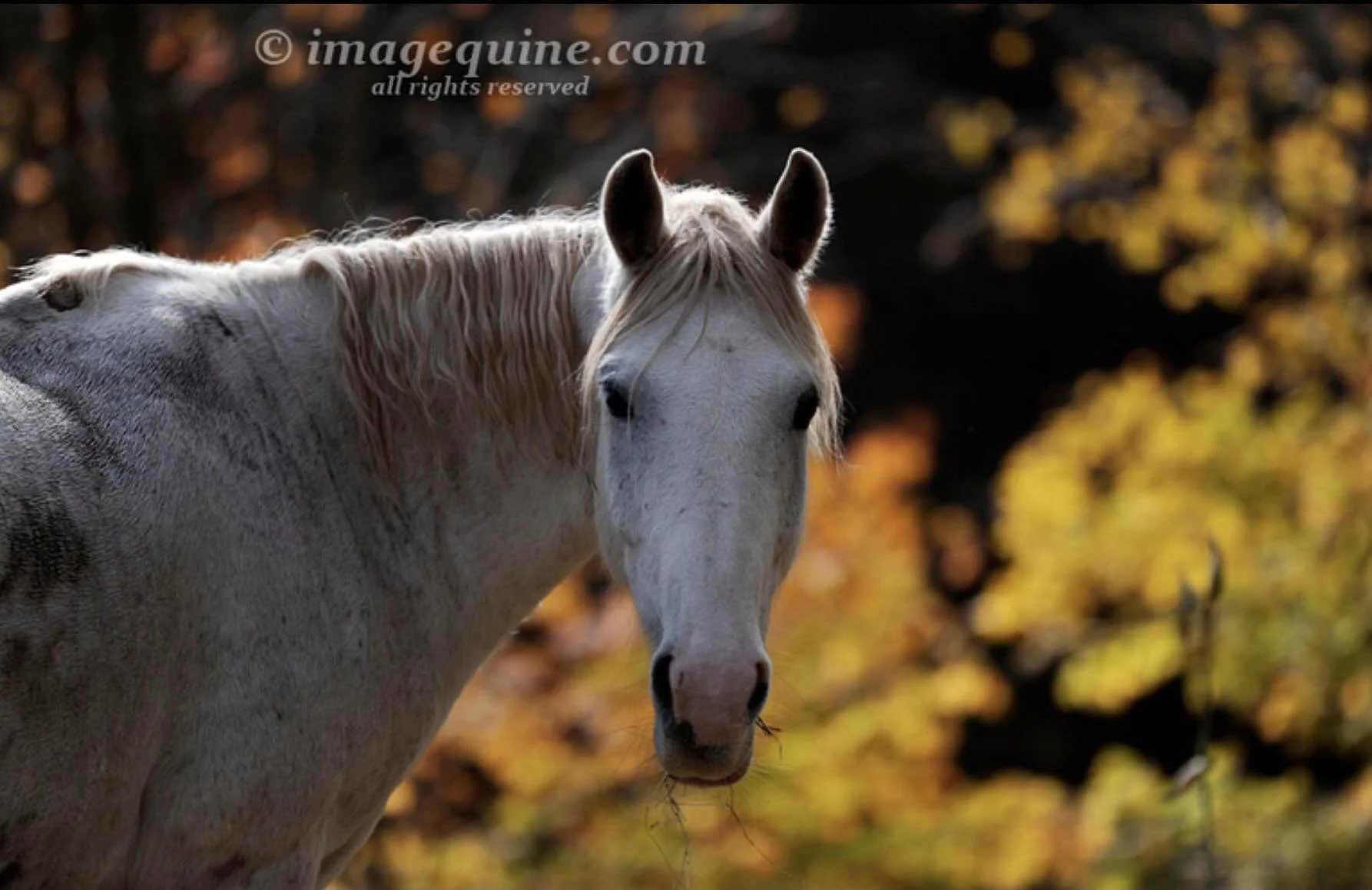 MOONSHADOW