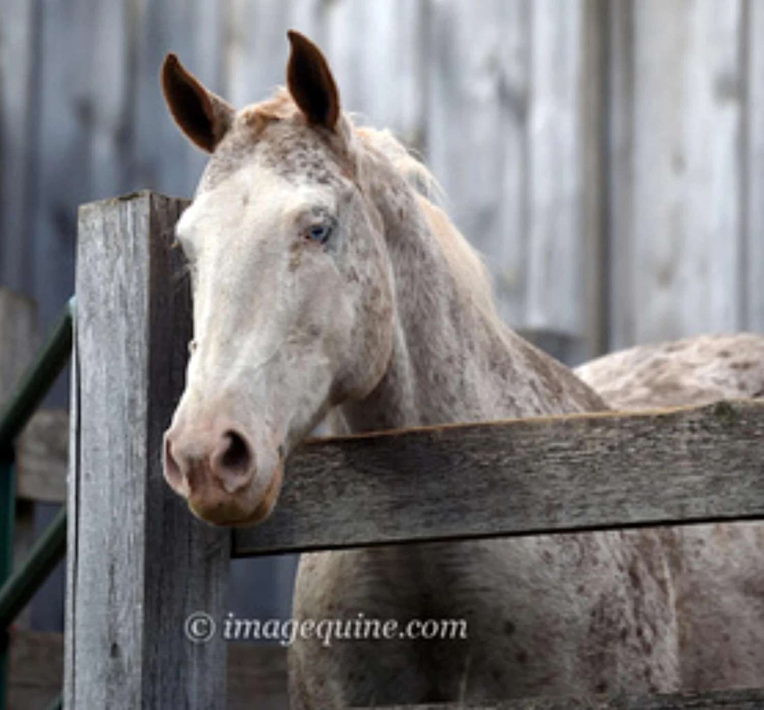 JOLI Nice TOP ! JIM ? 1:32 - POULAIN Foal - FERME Farm