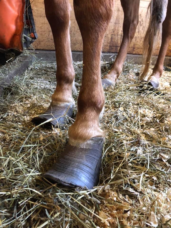  Intake; front hooves 