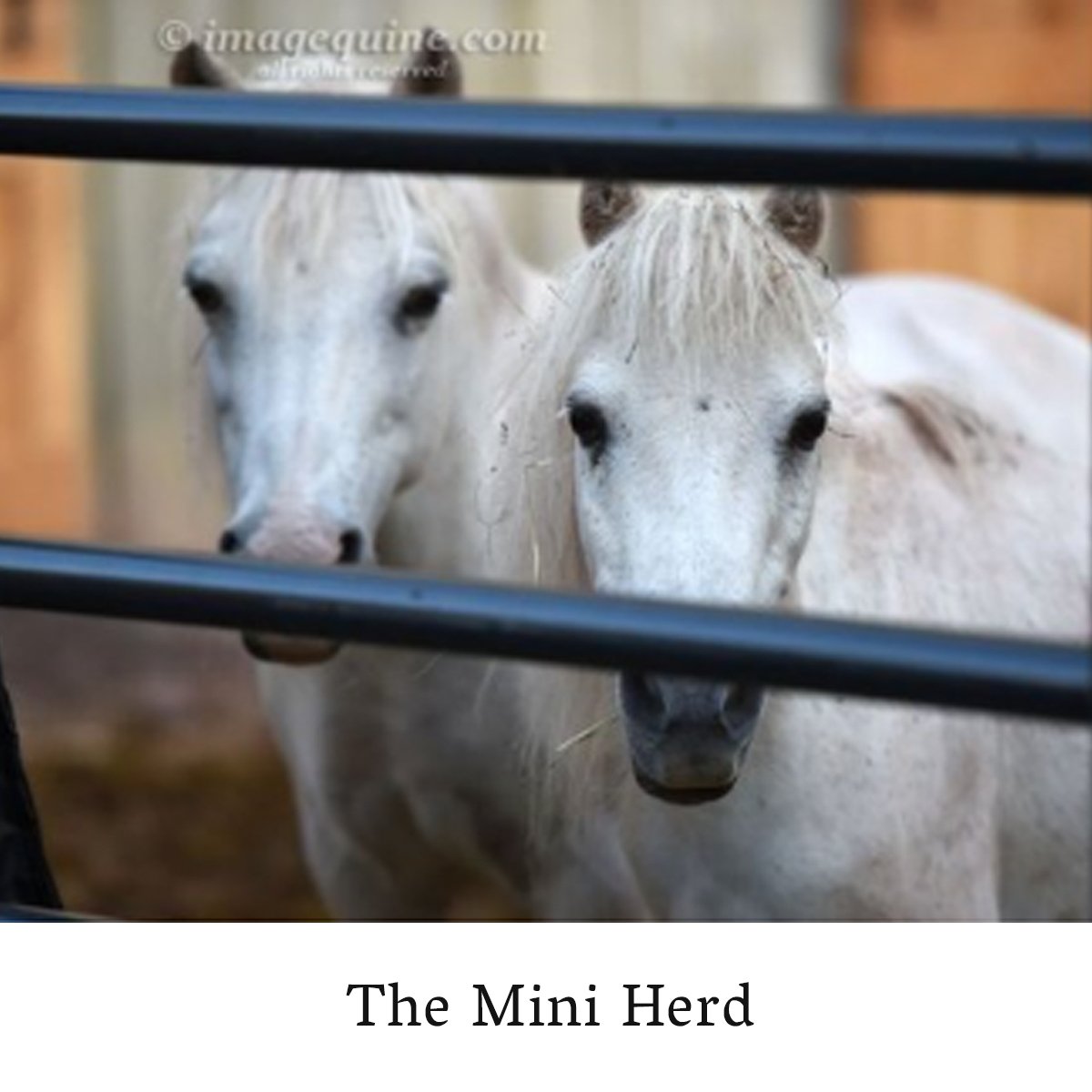 MiniHerd_Label.jpg