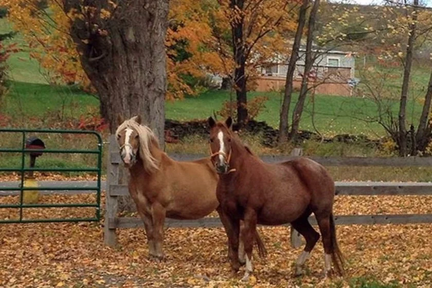 Autumn Sanctuary Tour