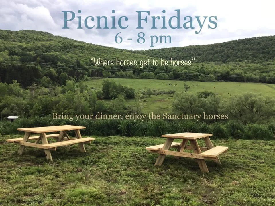 Friday Night Picnics