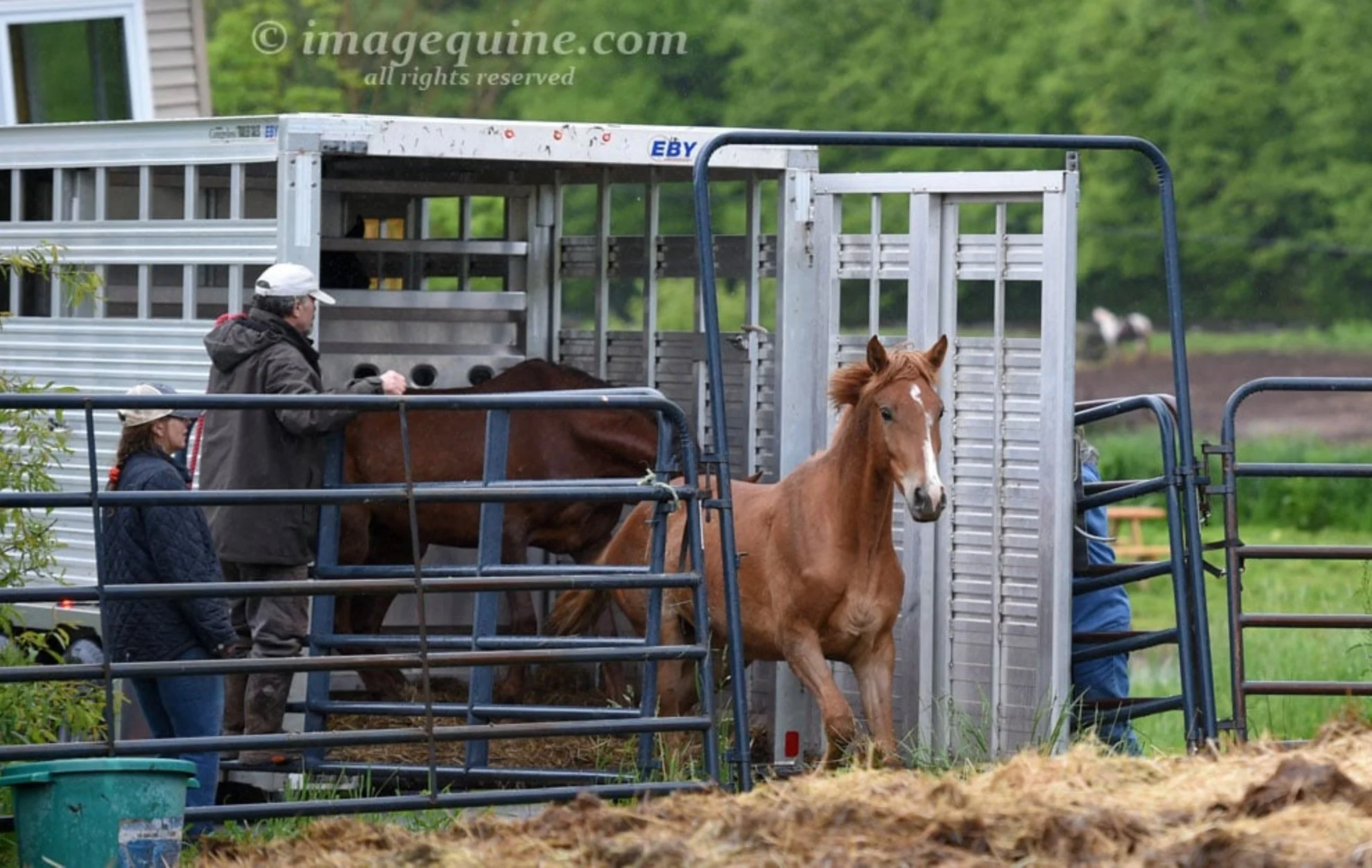MustangBabies_SorrelFillyUnload_June2025.jpg