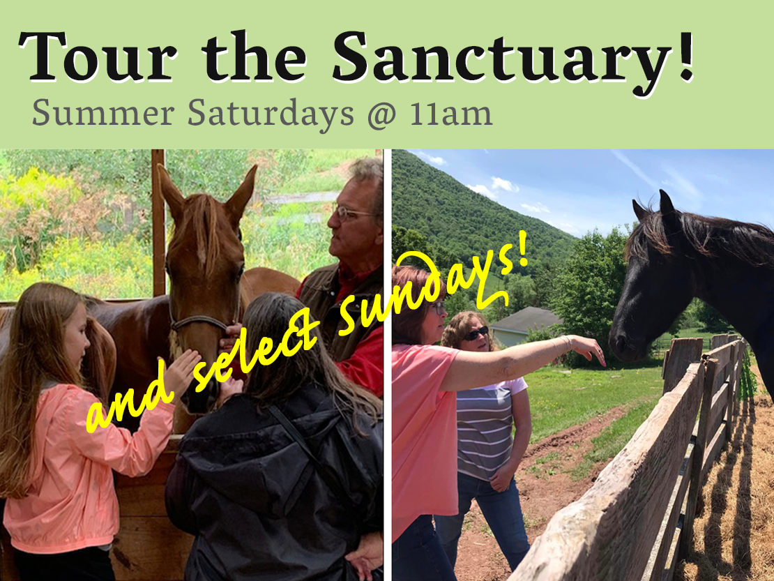 Summer Saturday Tours