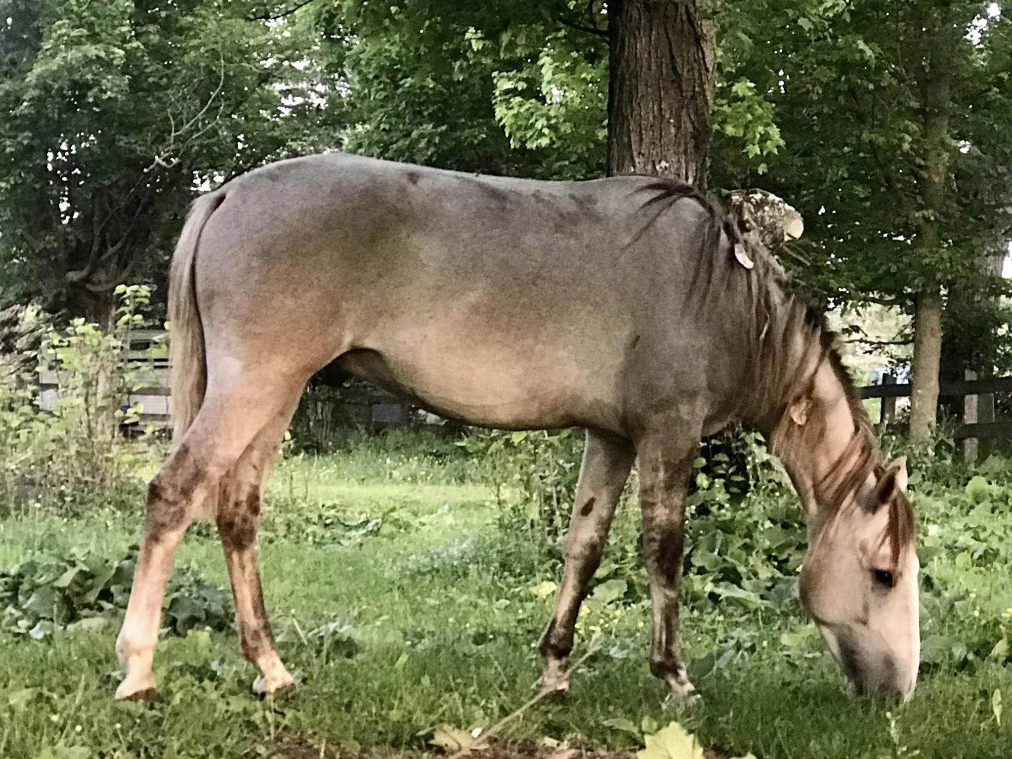 Griffin_SideGrazing.jpg