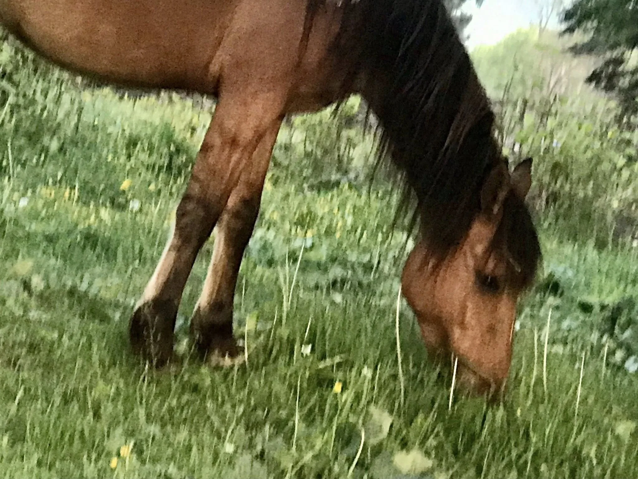 Naomi_SideGrazing.jpg