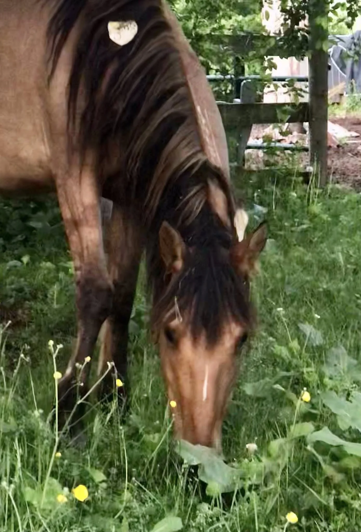 Naomi_HeadonGrazing.jpg