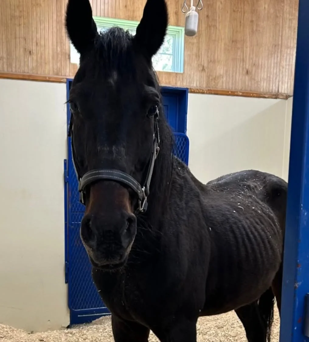 Sherlock_Rhinebeck_April2026.jpg