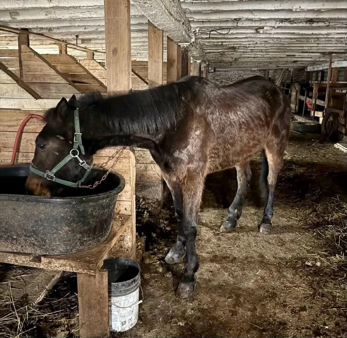 Blossom, pre-rescue