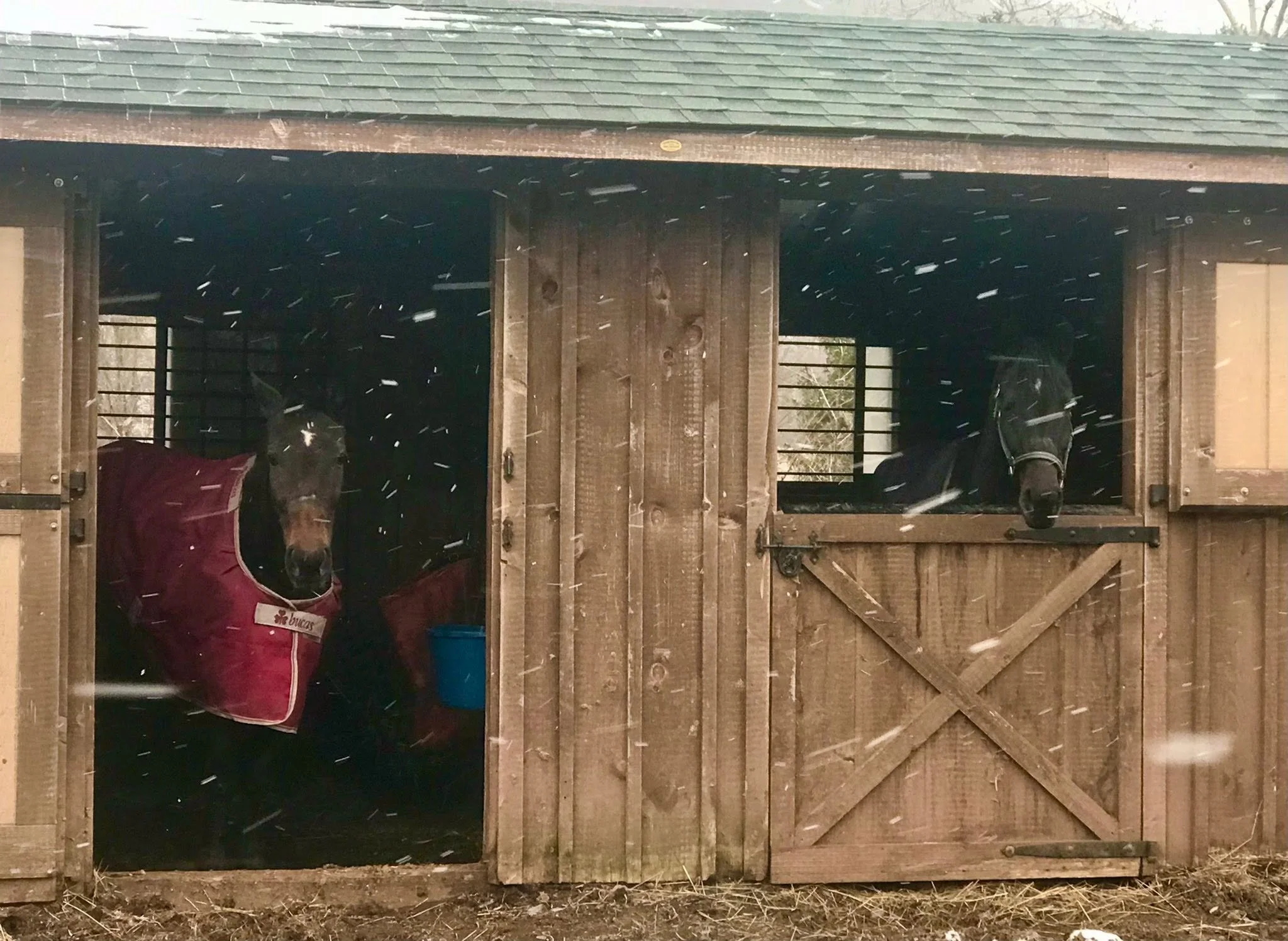 Blossom_Sherlock_Barn_April2026.jpg