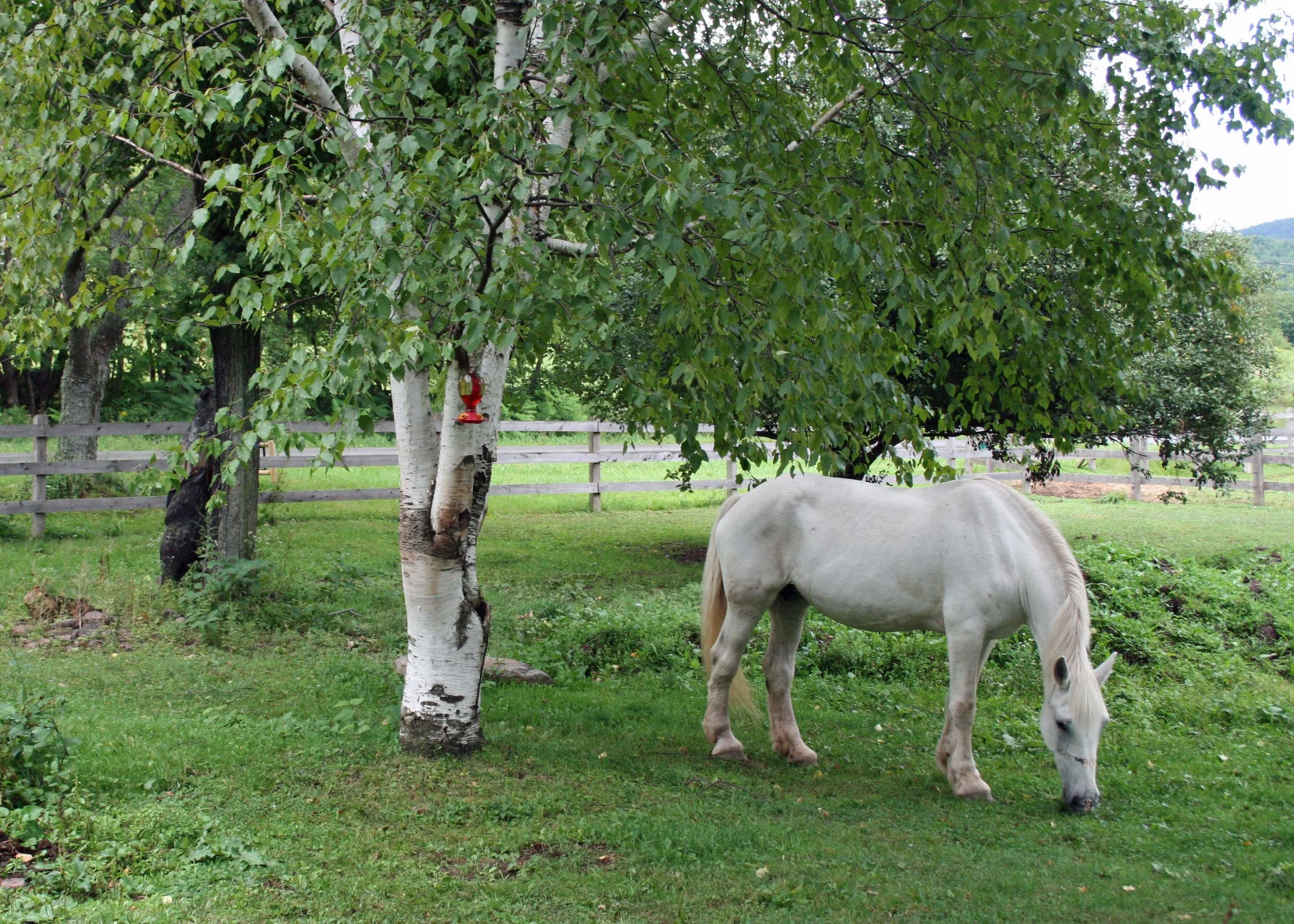 Annie in the Orchard 2.jpg