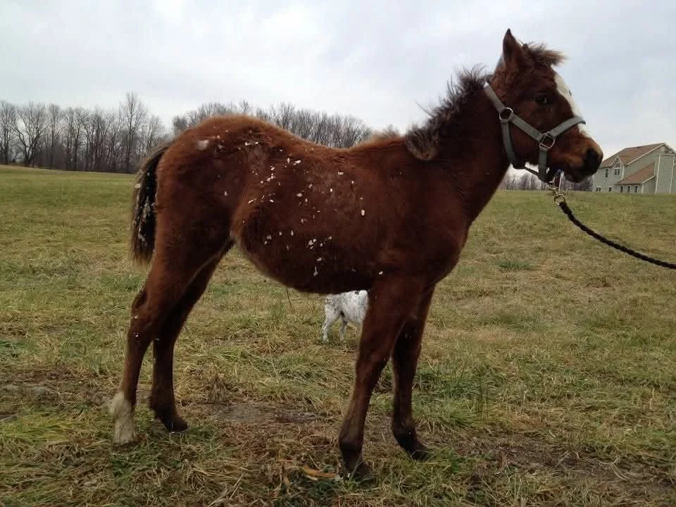 Pip_BabyPic2011.jpeg