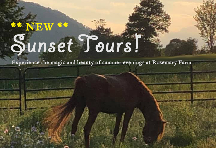 Sunset Tour