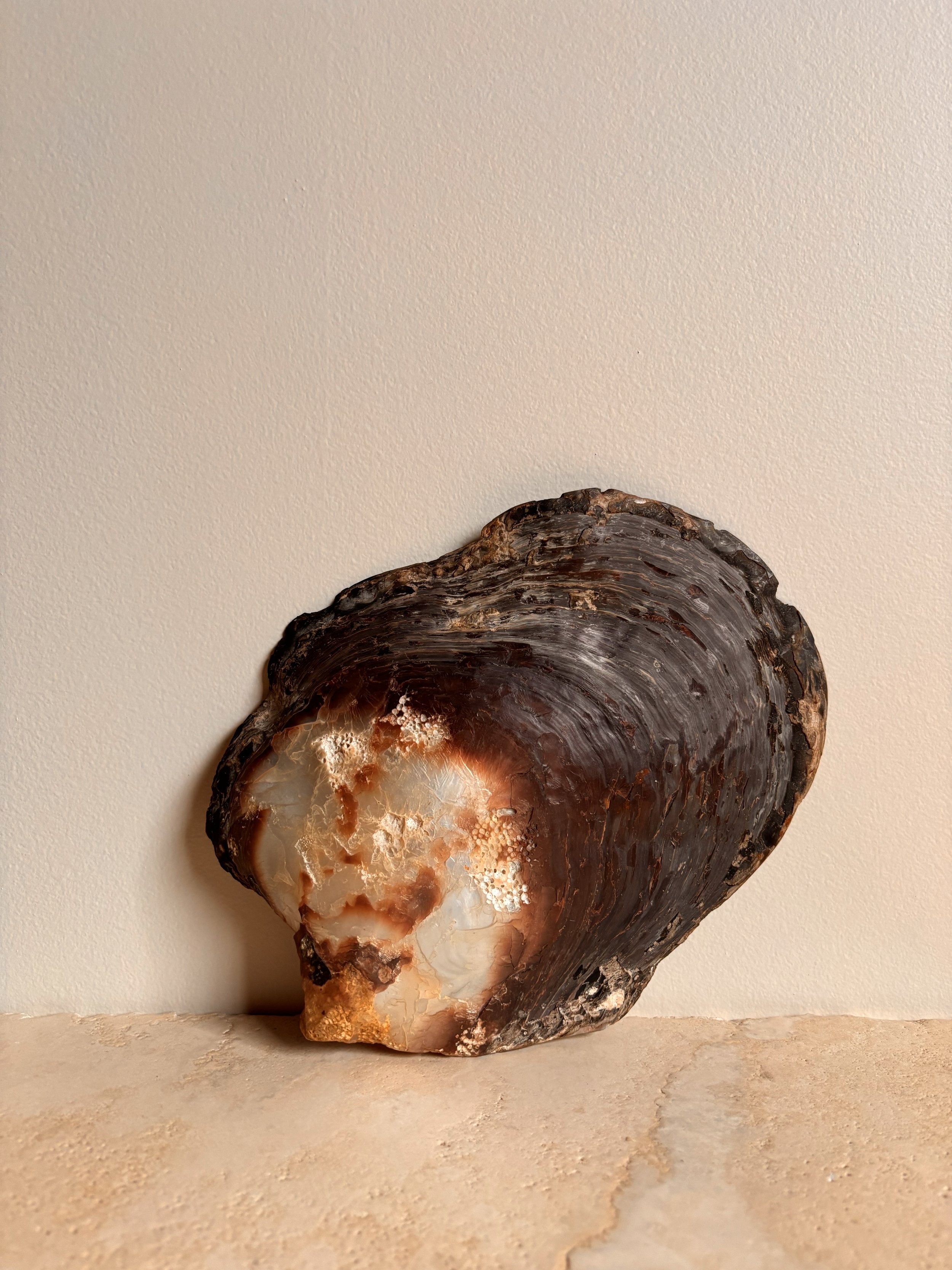 Abalone Shell