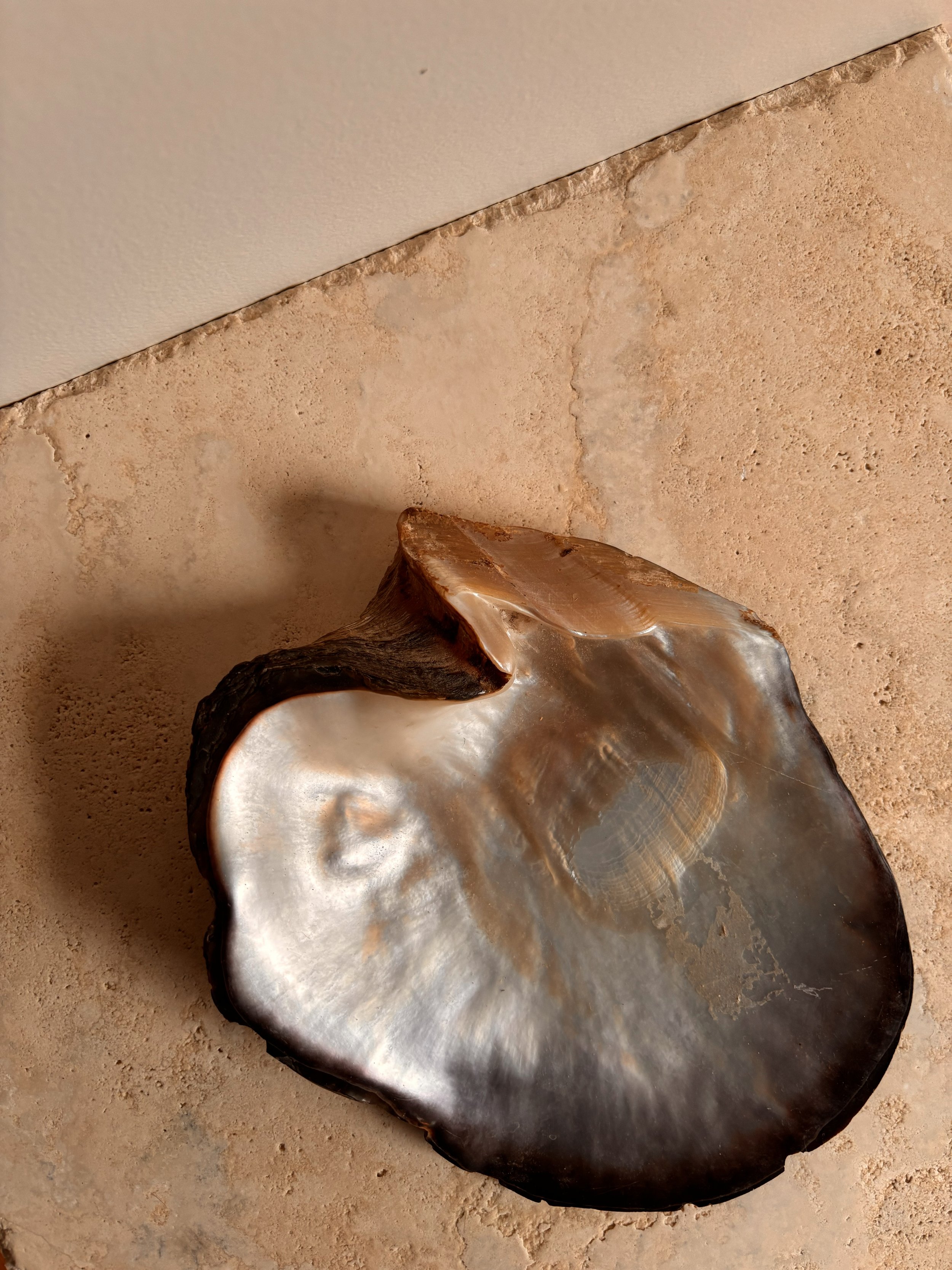 Abalone Shell