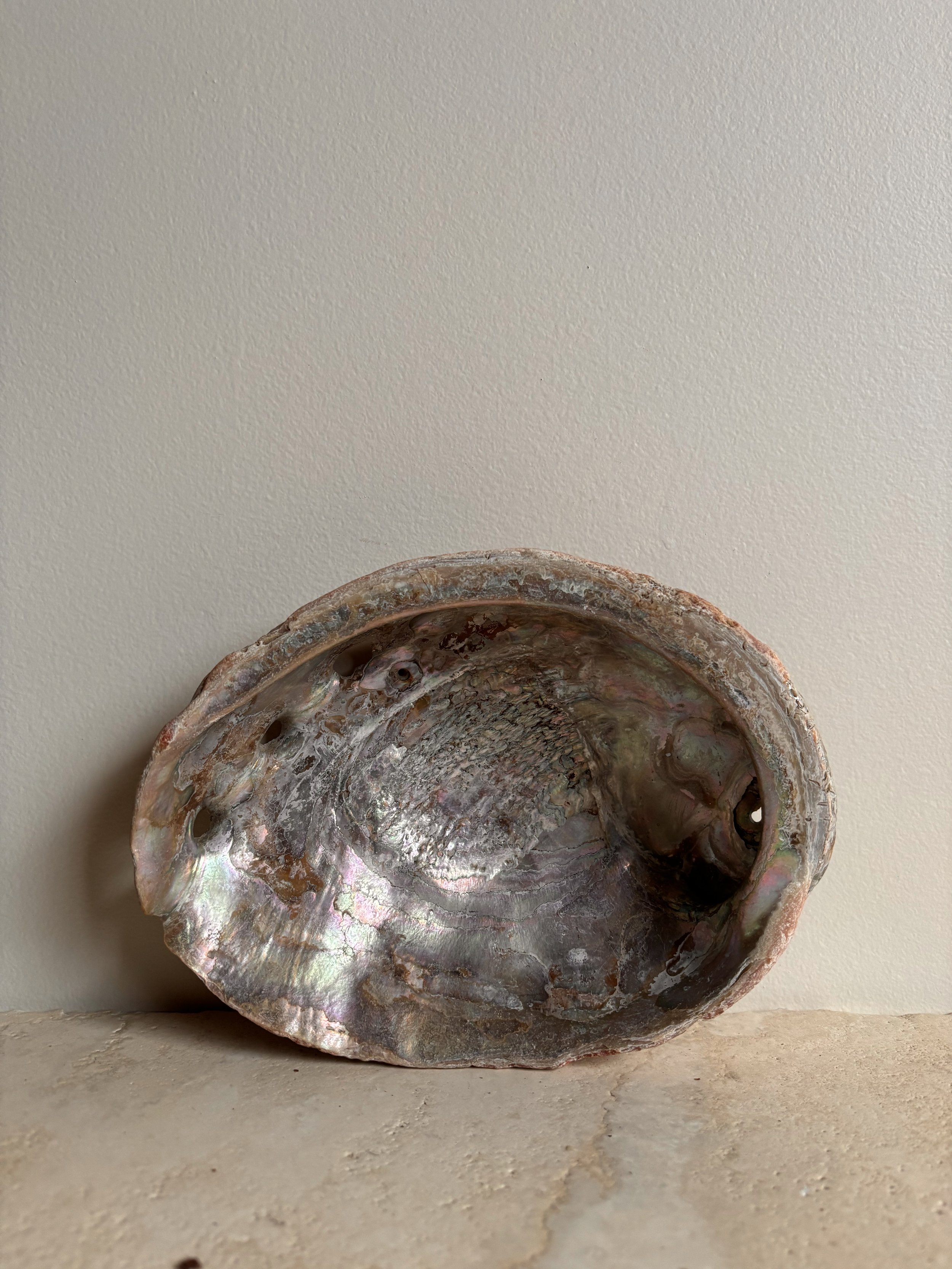 Abalone Shell