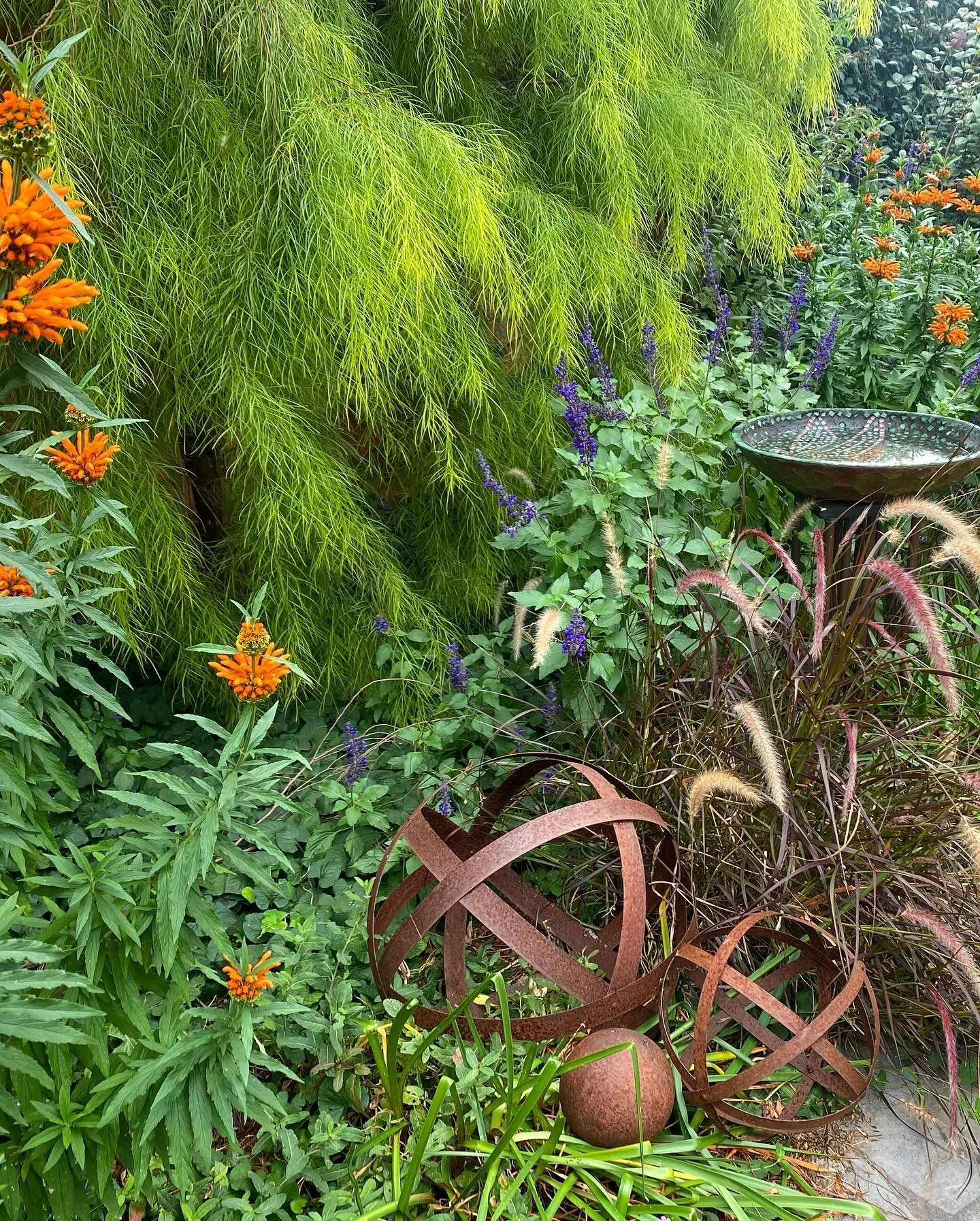#orange may just be the new black when it is fully embraced, repeated and contrasted against lime and plum. Here #leonotisleonurus makes a bold statement drawing the eye through the garden. The supporting act is provided by #acacialimemagik #jacarada