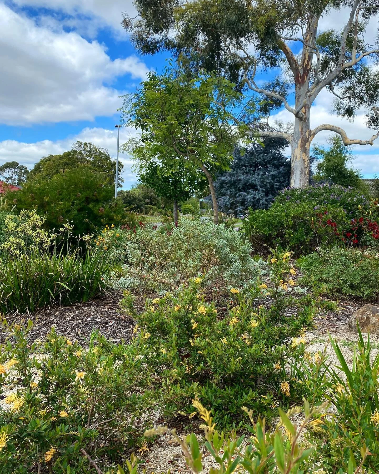 This primarily  #australiannativegarden designed and planted 2 years ago in Narre Warren in Melbourne is filling in nicely. The #grevilleadeuagold is doing particularly well and has even hybridised with #grevilleadeuaflame elsewhere in the garden and