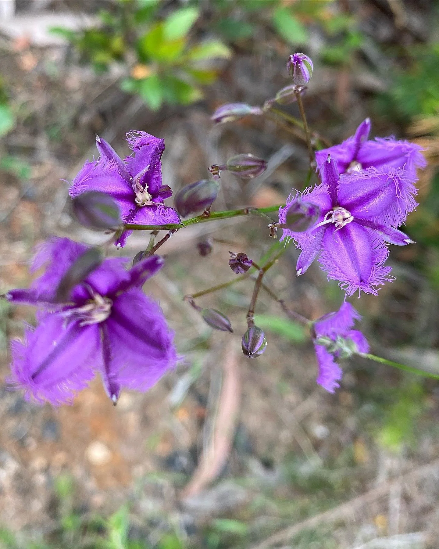#bunyipstatepark wildflowers including:
Thysanotus tuberosus (fringeflower)
#stylidium graminifolium (trigger plant)
#yamdaisy (Microseris lanceolata)
#goodenia ovata
An unidentified yellow flowering ground over- anyone know what it is?
#patersonia o