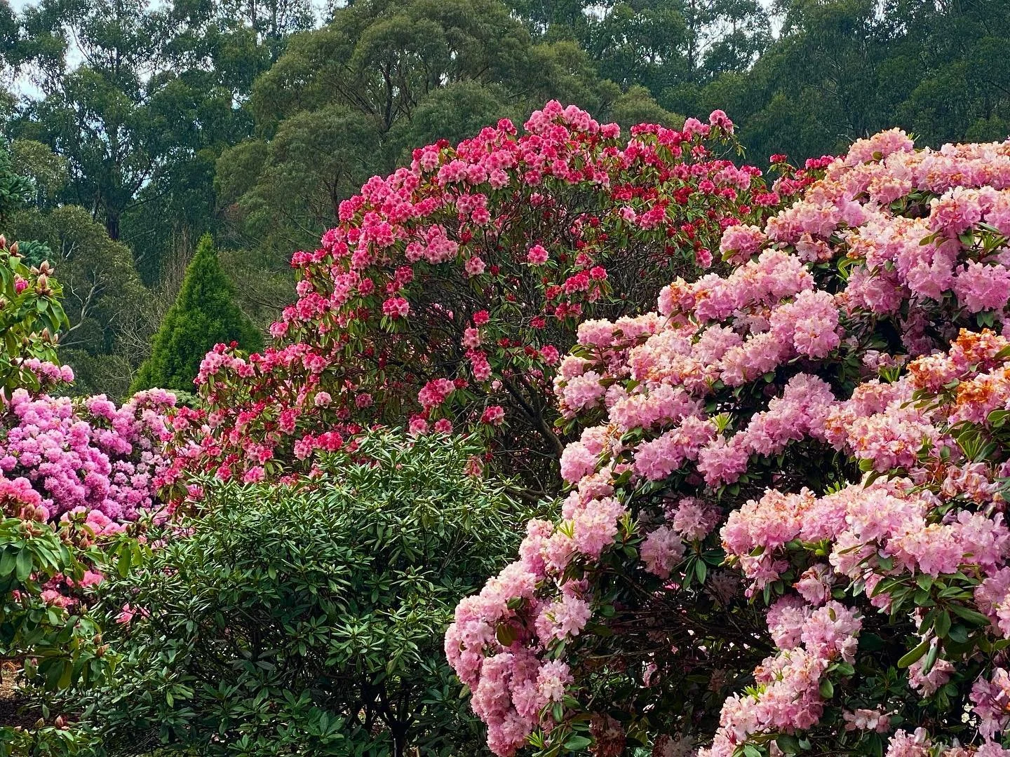 #nationalrhododendrongardens in #melbourne #dandenongranges last weekend. The #rhododendrons are all in flower and superb - will be going back in a couple of weeks for the #azaleas - insufficient rainfall for these shallow rooted plants to do well in