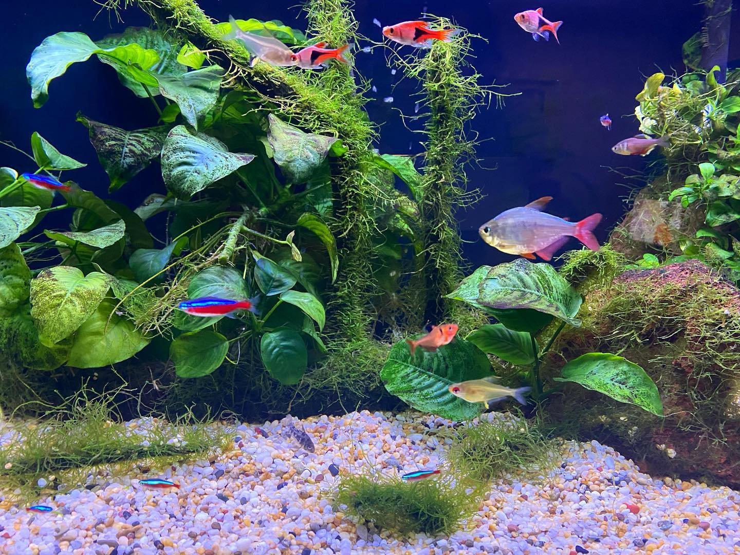 Another sort of garden.
Garden design in a fish tank can be challenging but reversing the usual cycle of the filtration system so that freshly filtered, oxygenated water is pushed out and up through the substrate (rather than old water being sucked d