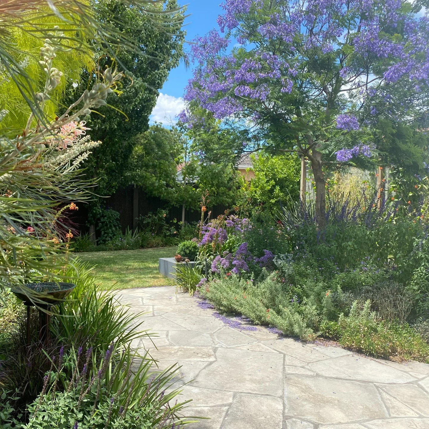 After (December 2021) and before (April 2016 - just after planting). 
The soil in these beds was prepared with stacks of organic matter and the Jacaranda was purchased as an advanced tree (a high quality specimen with no root girdling). This is one t