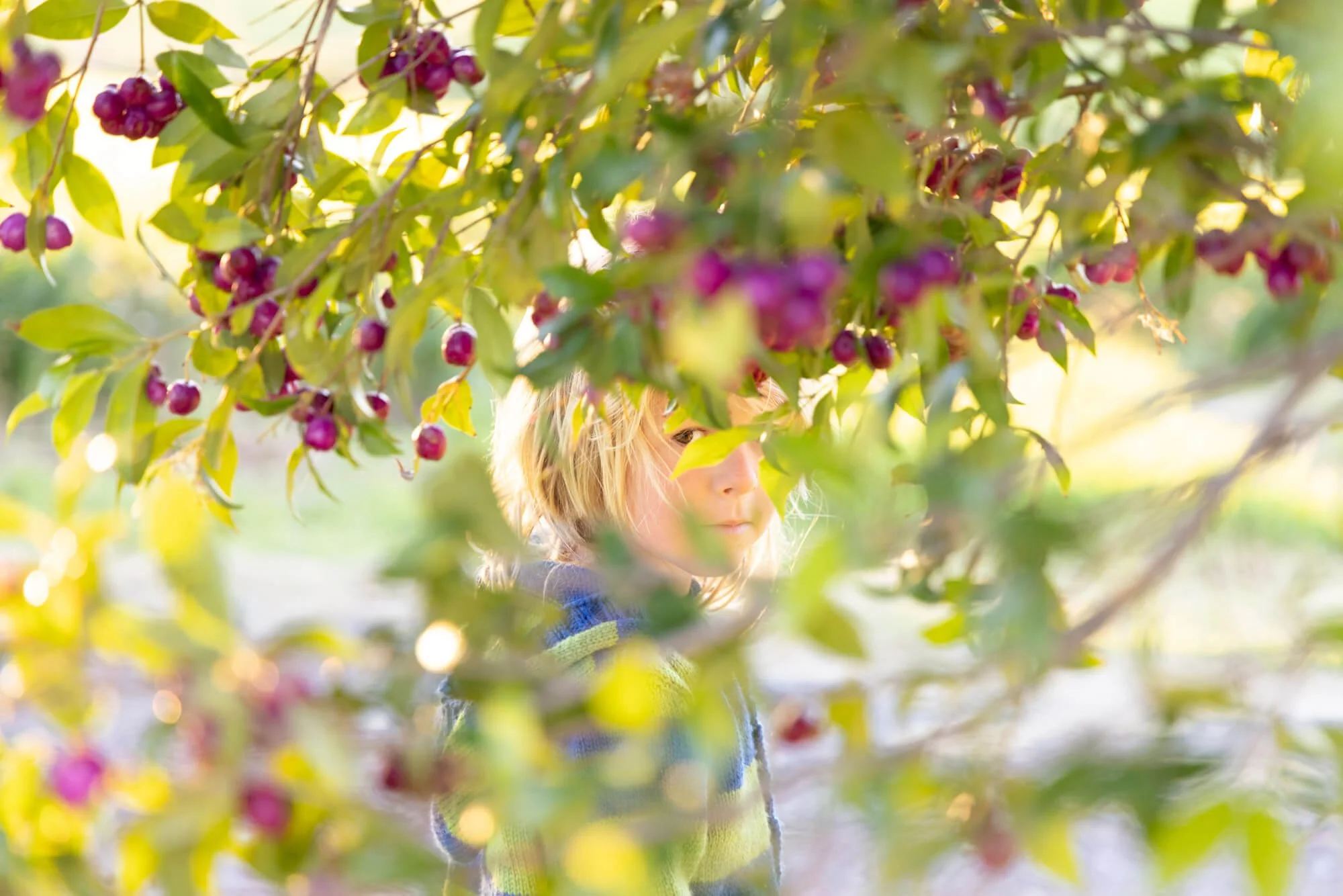 Personal Work - The Lilly Pilly | Bega Valley NSW