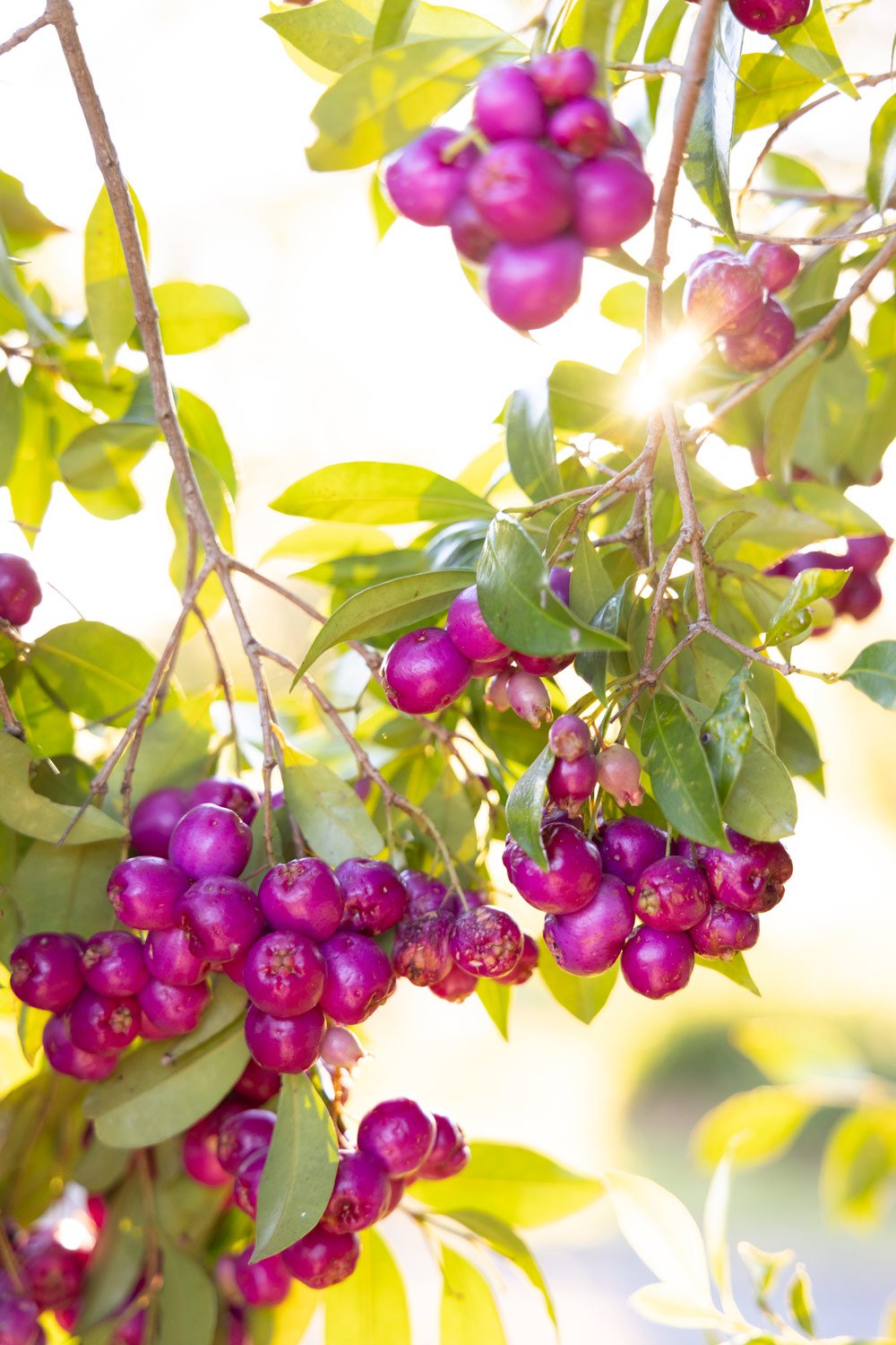 Lilly Pilly tree covered in fruit on rural property, Coolagolite Bega Valley NSW