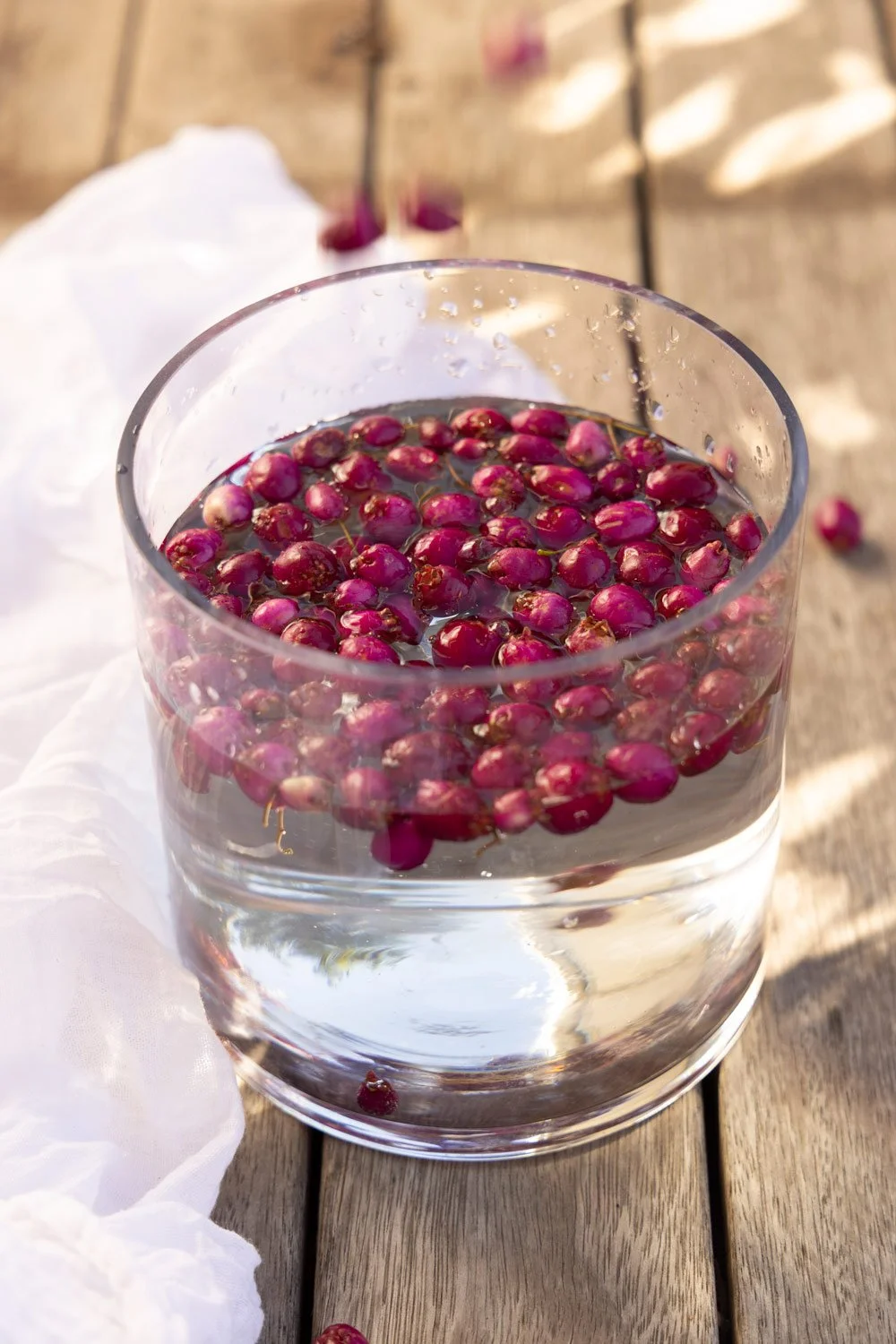 Lilly Pilly seeds soaking in water for propagation, Bega Valley NSW