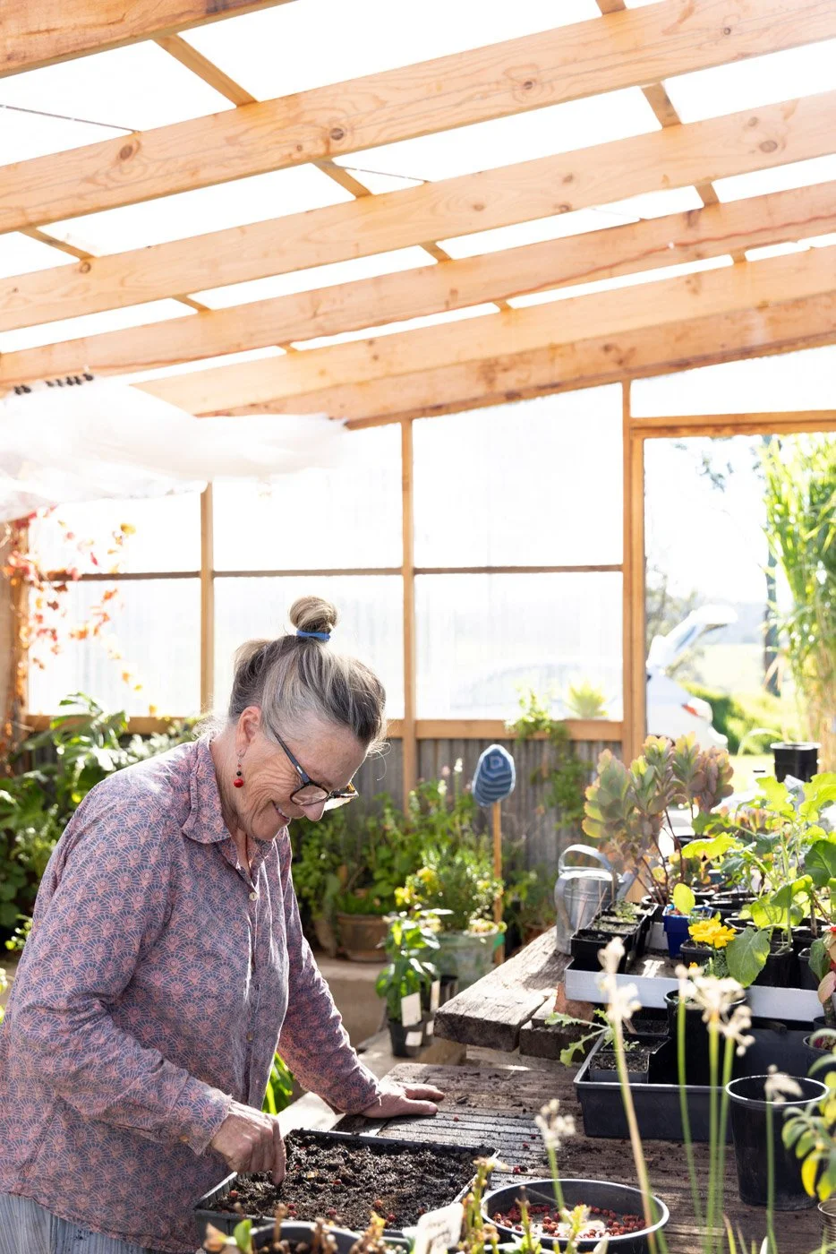 In greenhouse propagating Lilly Pilly from seed, three generation family property, Coolagolite Bega Valley NSW