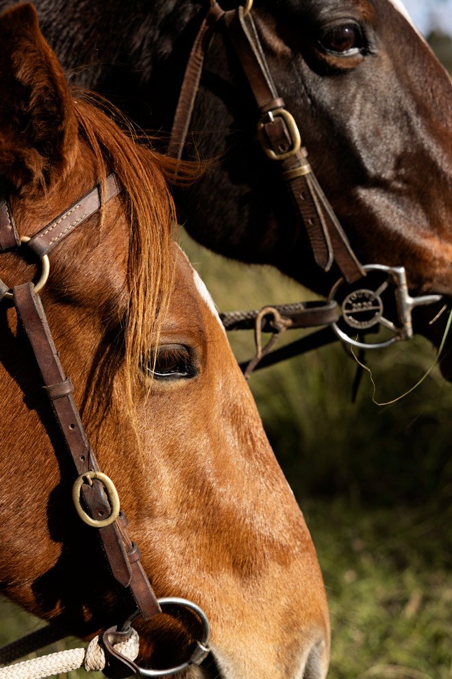 Brand photography detail, two horses at Reins to Resilience equine resilience program, Candelo NSW