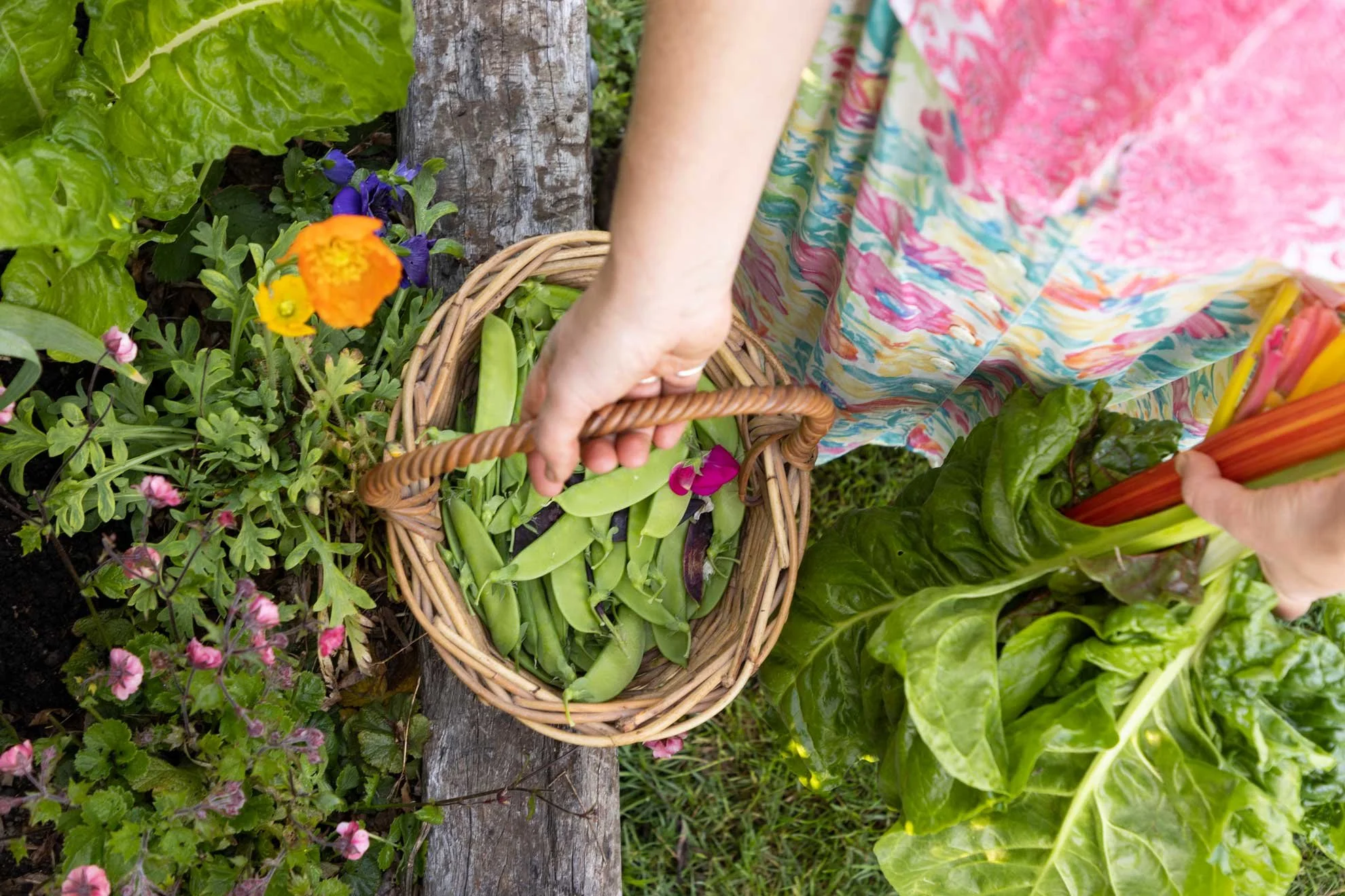 Photo of Compostable Kate picking garden produce with a basket for 'The Compost Coach Book' photographed by Honey Atkinson
