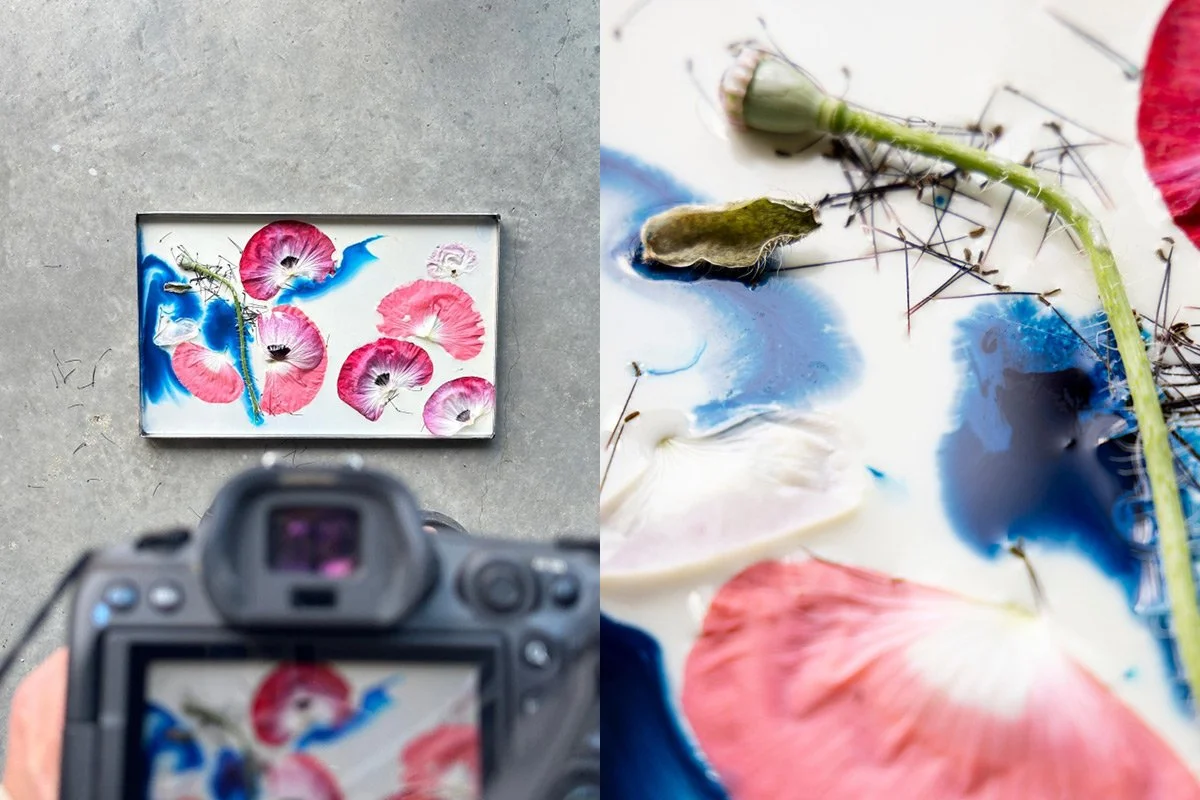 BTS on my person photo project capturing flowers (poppies) in milk, photographed as a quiet moment of mindfulness in everyday life.