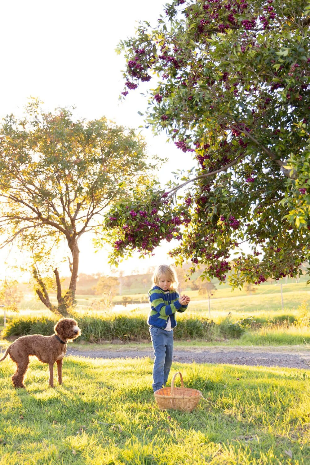 Six year old boy holding bright pink Lilly Pilly fruit, property Sapphire Coast NSW