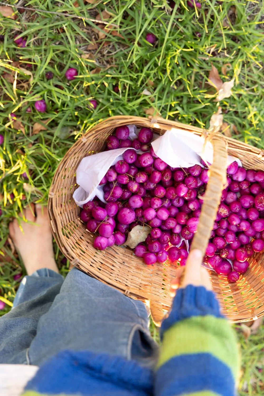 Child's basket full of pink Lilly Pilly fruit in garden, Bega Valley NSW