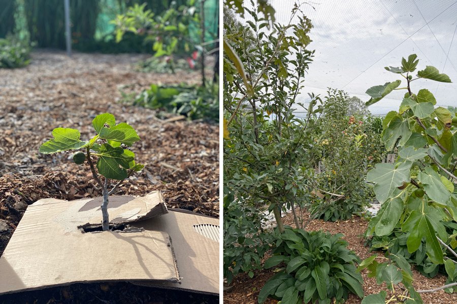 A. young fig tree planted in 2022 and the mature version of the fig tree in 2026 - inside an enclosed orchard setup on Far South Coast, NSW