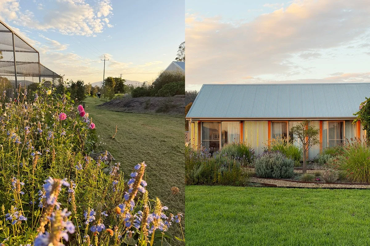 Dahlias and salvia blooming beside a walk-in orchard enclosure at sunrise on a values-led creative's rural property, alongside a solar-passive corrugated iron farmhouse surrounded by native