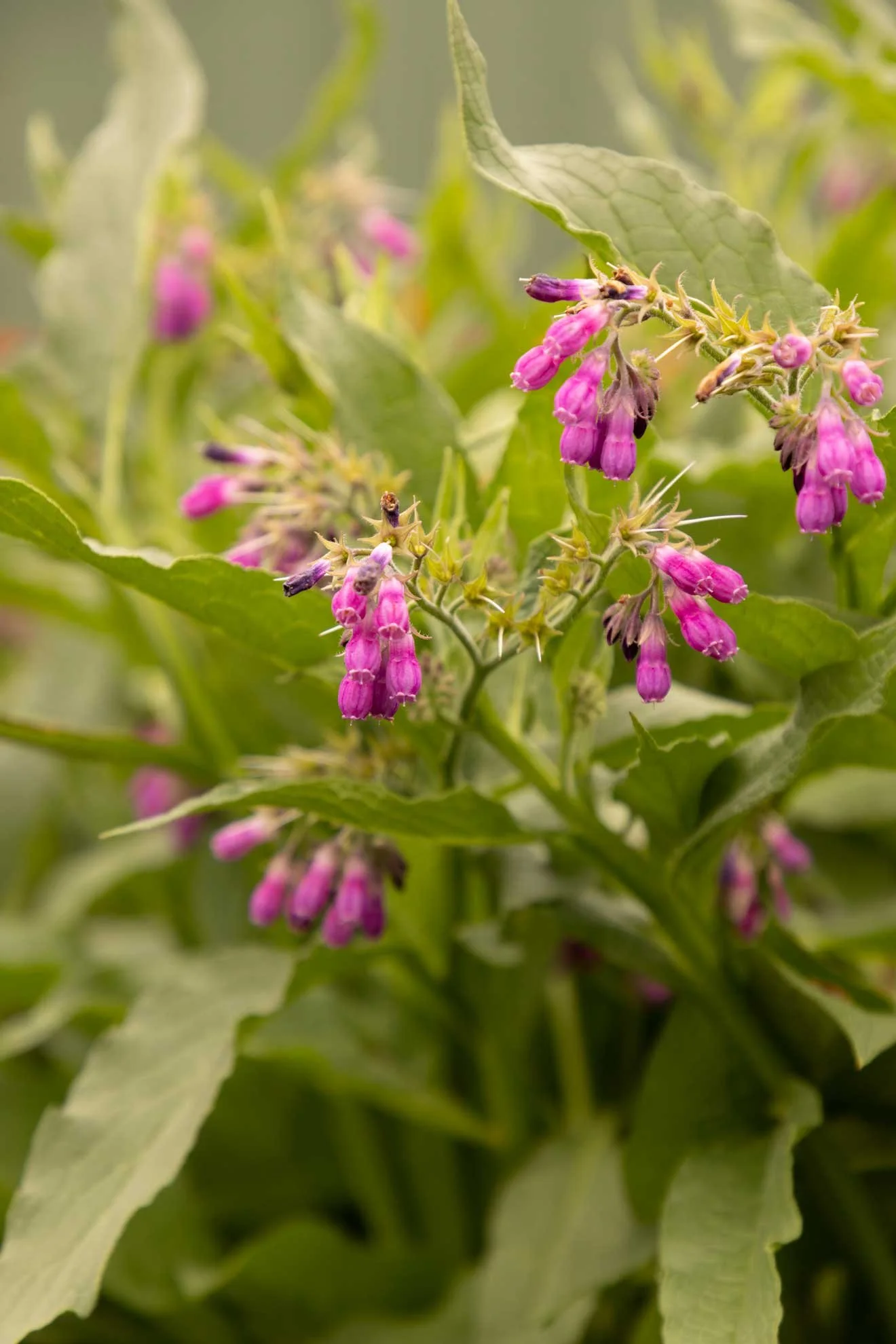 Photo comfrey growing and compost ingredient for 'The Compost Coach Book' photographed by Honey Atkinson