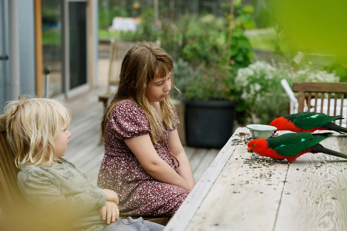 siblings feeding king parrots on our northern deck, photographed as a quiet moment of mindfulness in everyday life.