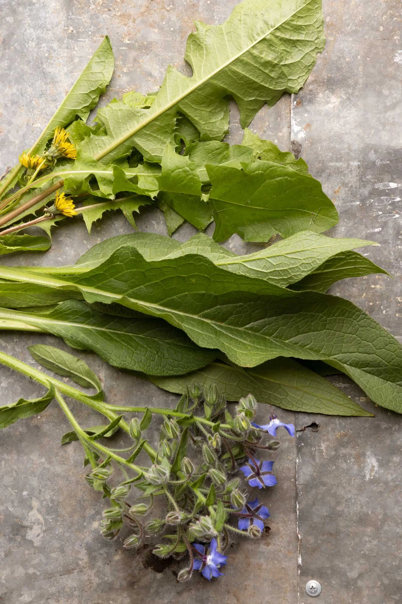 Photo of ingredients to make compost from 'The Compost Coach' book, photographed by Honey Atkinson