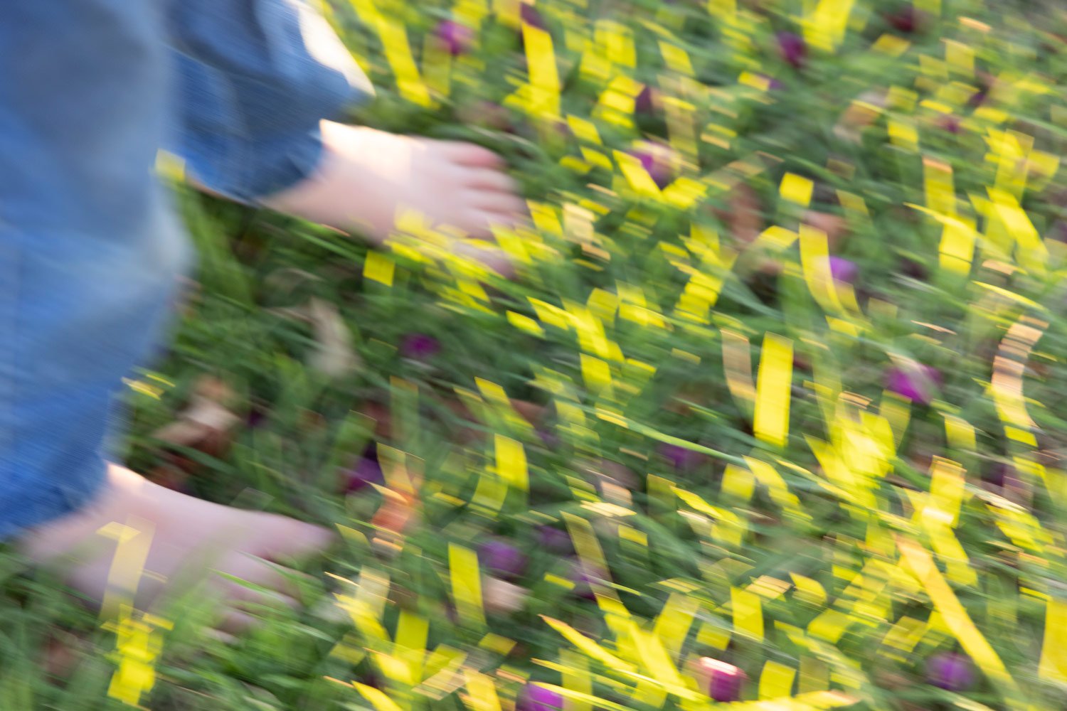 Child collecting Lilly Pilly fruit in golden afternoon light, Coolagolite Bega Valley NSW