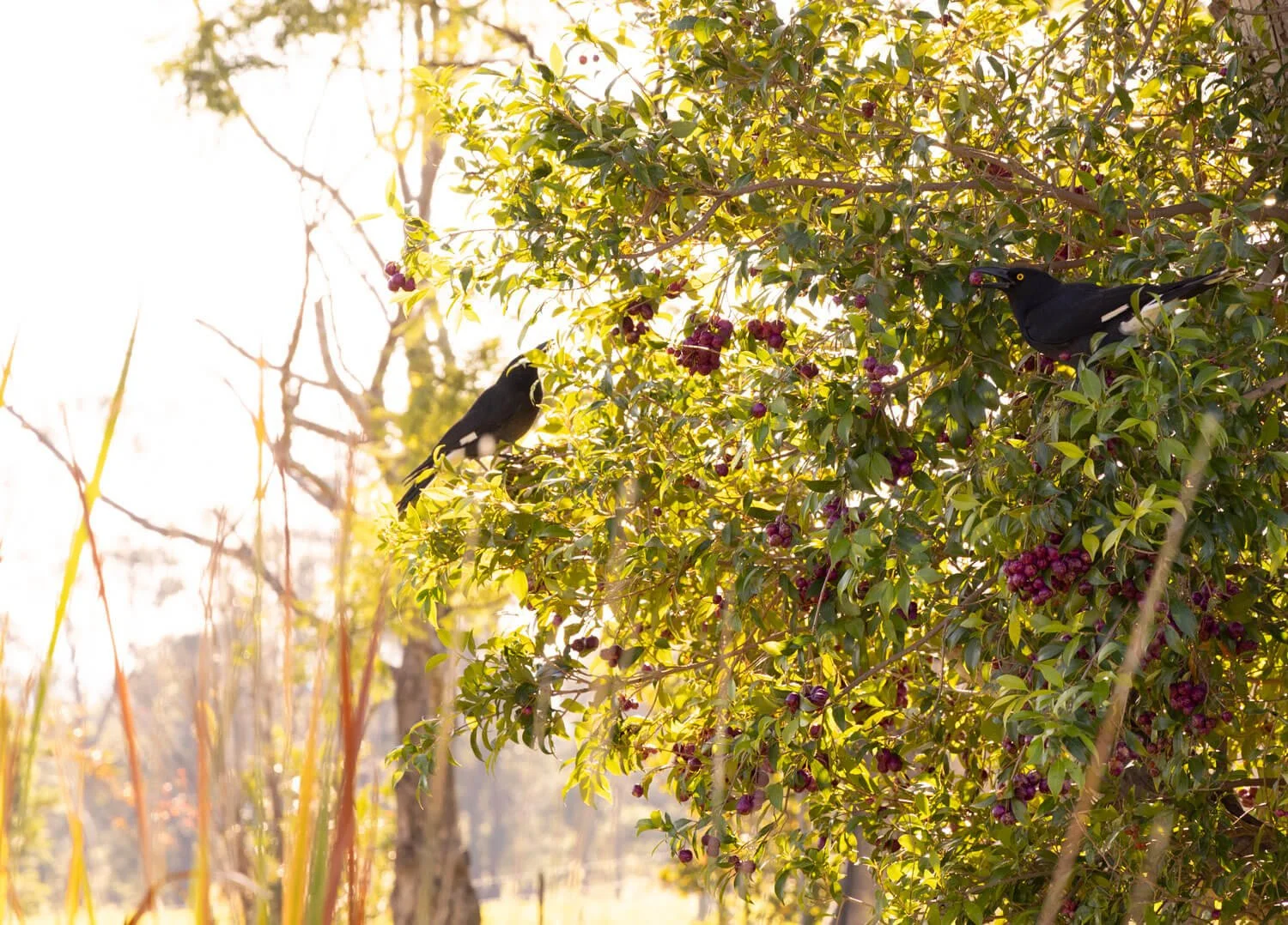 Lilly Pilly tree covered in fruit with crows stealing fruit, on rural property, Coolagolite Bega Valley NSW