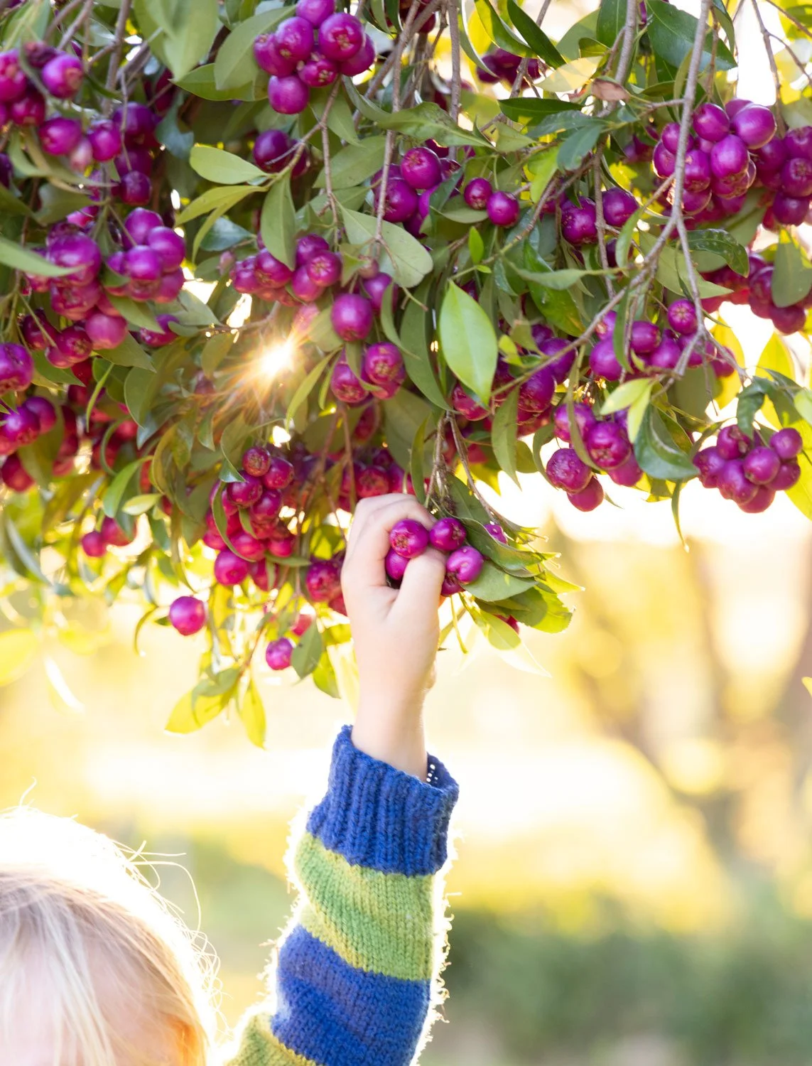 Child's hands full of pink Lilly Pilly fruit in garden, Bega Valley NSW