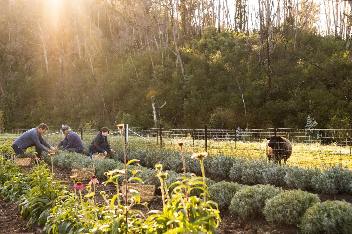 Early morning light, Saarinen Organics team Handpicking lavender for their small batch organic skincare, the far south coast, NSW.